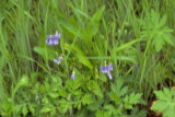 0405029s.jpg