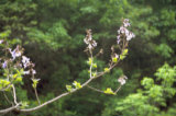 0405037s.jpg