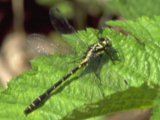 0405067s.jpg
