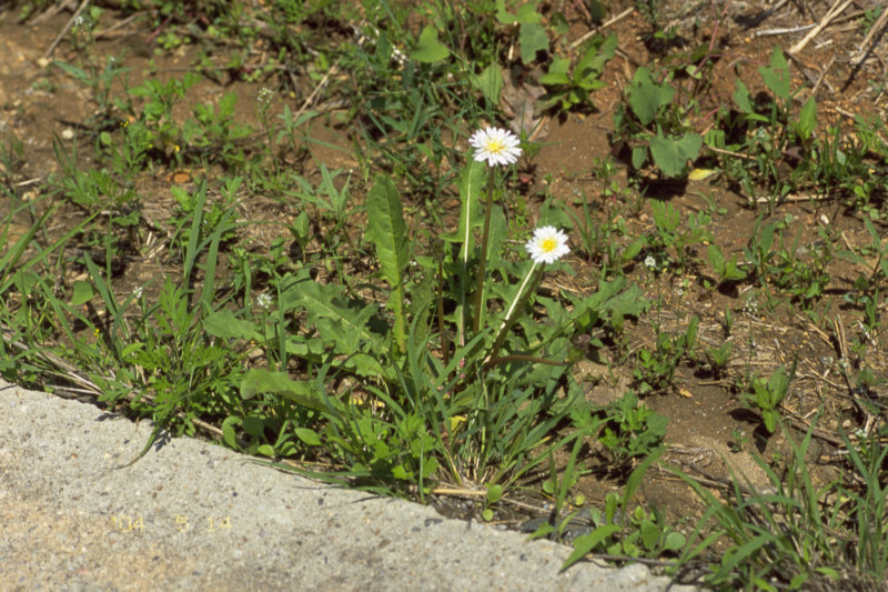 0405091s.jpg