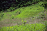0405232s.jpg