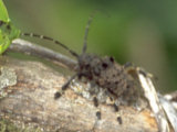 0405238s.jpg