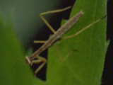 0405247s.jpg
