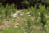 0405286s.jpg