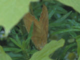 0407015s.jpg
