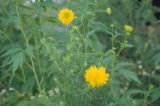 0407073s.jpg