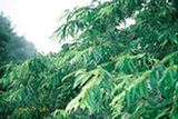 0407509s.jpg