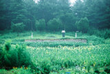 0407517s.jpg