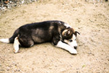 0407529s.jpg