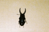 0407547s.jpg