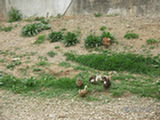 0505029s.jpg