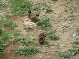 0505033s.jpg