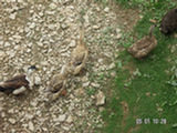0505034s.jpg