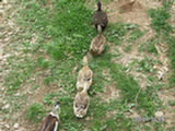 0505035s.jpg