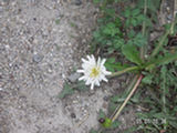 0505044s.jpg