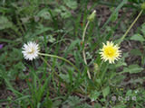 0505045s.jpg