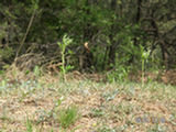 0505106s.jpg