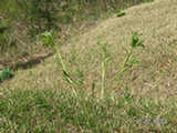 0505155s.jpg
