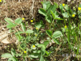 0505175s.jpg