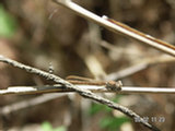 0505177s.jpg