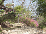 0505265s.jpg