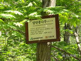0505268s.jpg