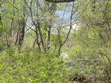 0505285s.jpg