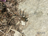 0505314s.jpg
