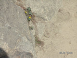 0505332s.jpg