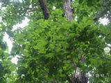 0507034s.jpg