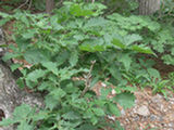 0507035s.jpg