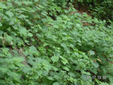 0507060s.jpg