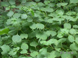 0507061s.jpg