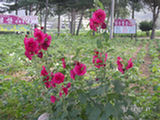 0507159s.jpg