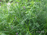 0507167s.jpg