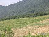 0507187s.jpg