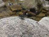 0507303s.jpg