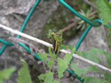 0507344s.jpg