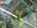 0507345s.jpg