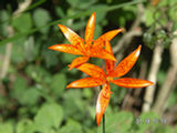 0507355s.jpg