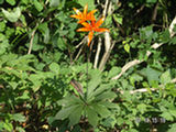 0507356s.jpg