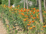 0507377s.jpg
