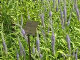 0507388s.jpg