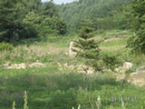 0507416s.jpg