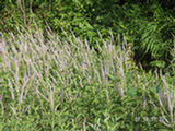 0507421s.jpg