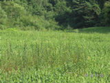 0507422s.jpg