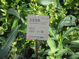 0507423s.jpg