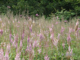0507452s.jpg