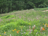 0507453s.jpg