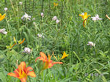 0507455s.jpg